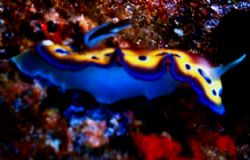 I know another Nudi, but it was a really pretty one. Foun... by Marylin Batt 